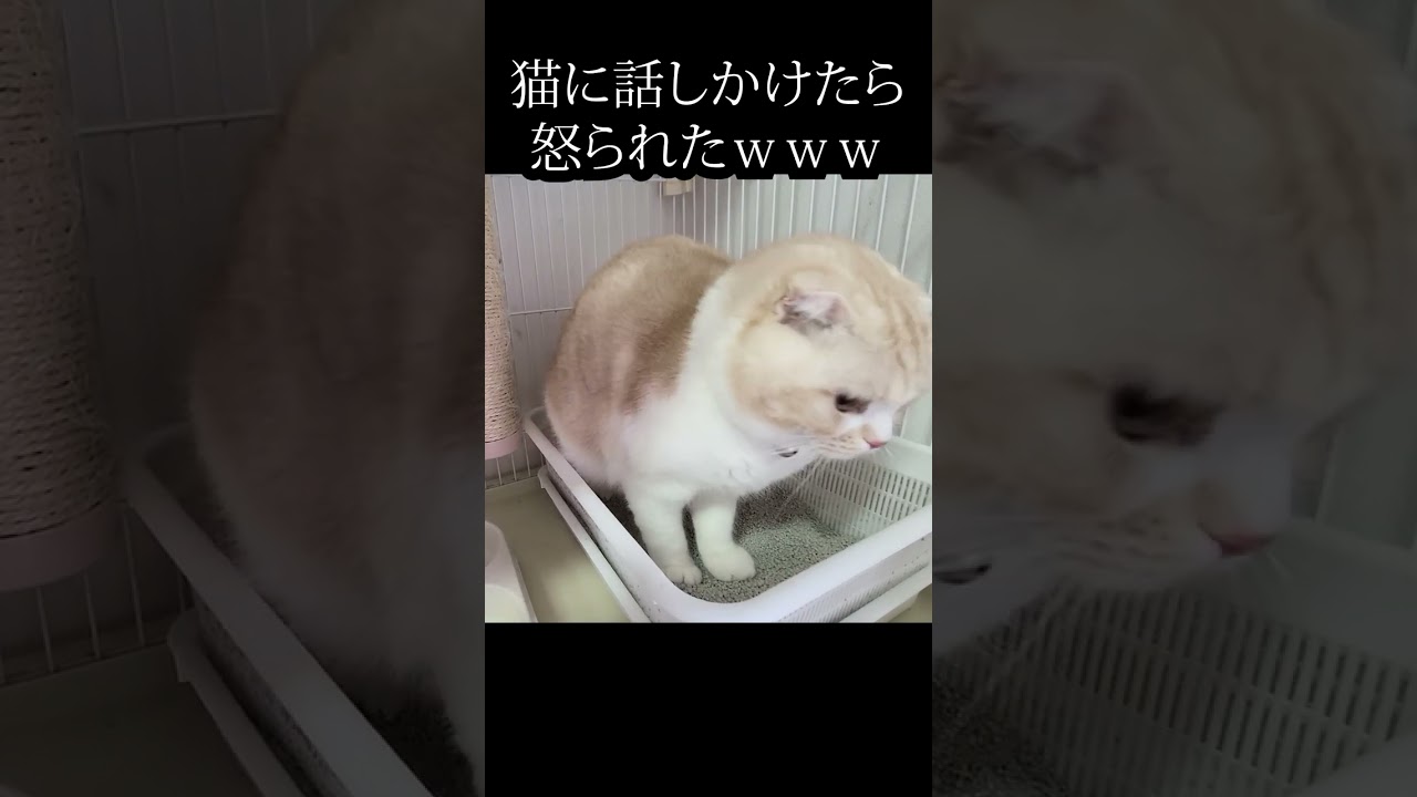忙しい猫に話しかけたら怒られた...笑#猫 #shorts