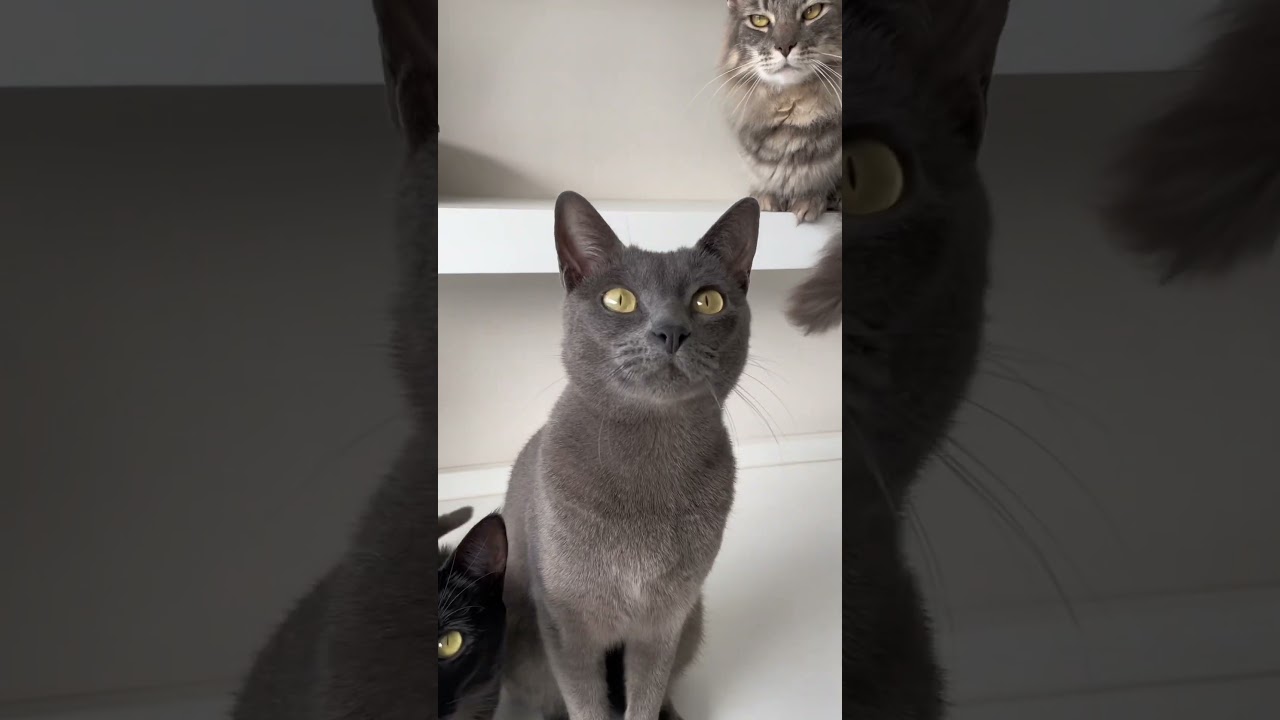 Cuidar bem dos gatos é exagero!?