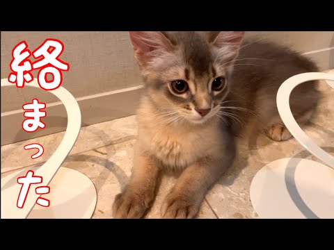遊んでたら…食器台に絡まっちゃった❣️【ソマリ】