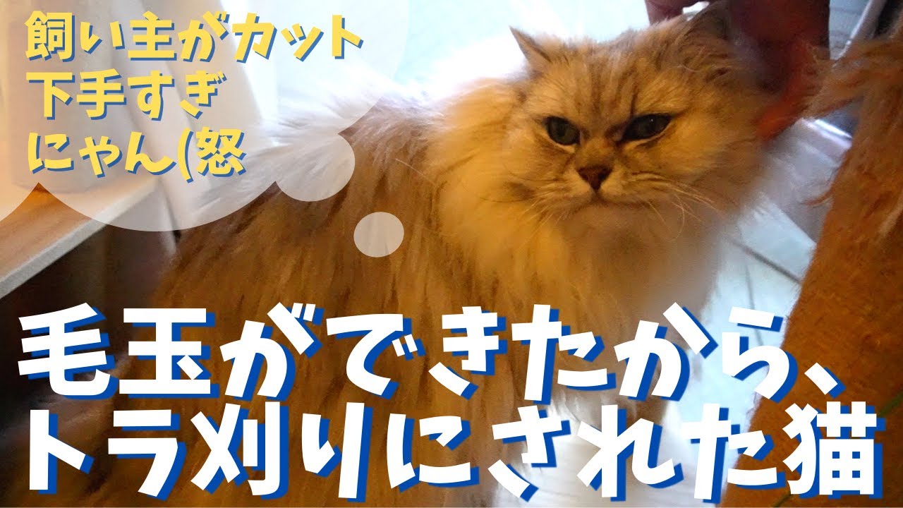 毛玉ができたからトラ刈りにされた猫｜ラガマフィンのラガさん