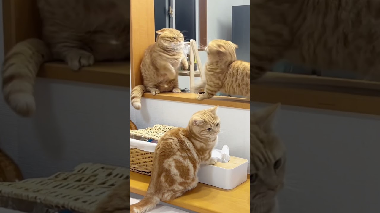 マンチカンのパンチは決して当たらない！  #shorts