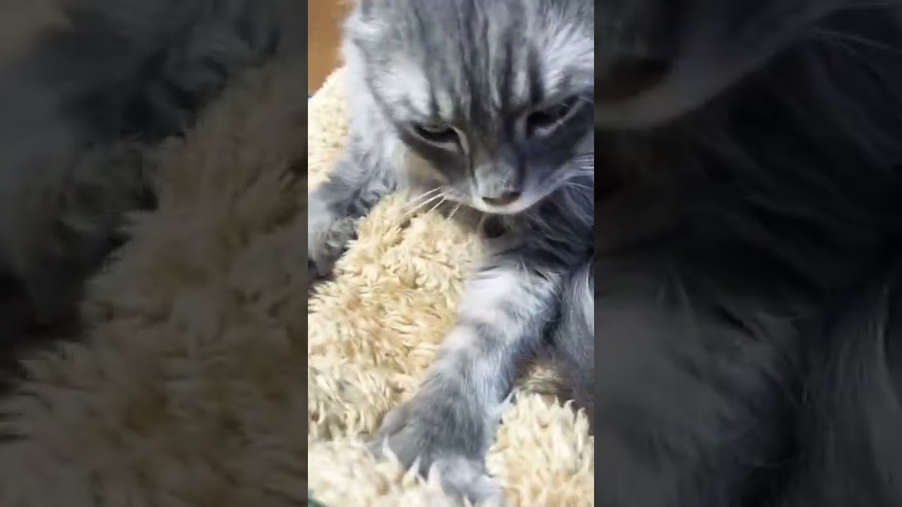 フミフミするアメリカンカール　#shorts