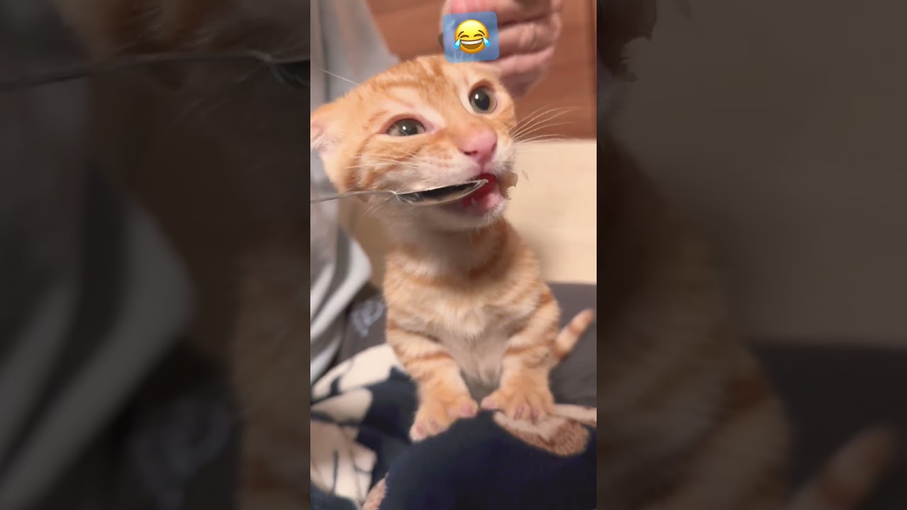 かわいいはず…のコモドンの表情が…😂 #キンカロー #子猫 #猫 #猫のいる暮らし #cat #catlover #catvideos #고양이 #catlovers #catvideo #おやつ