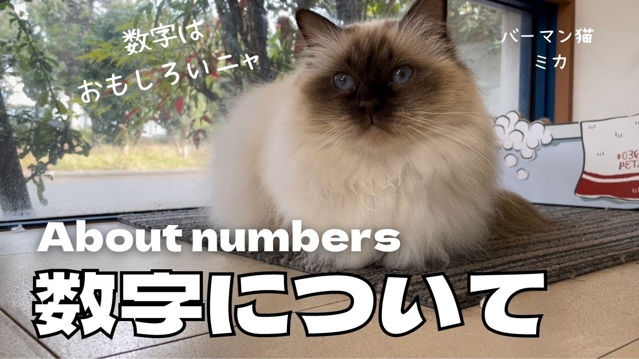 なるほど！おもしろいニャ【数字について】About numbers（バーマン猫）Birman/Cat