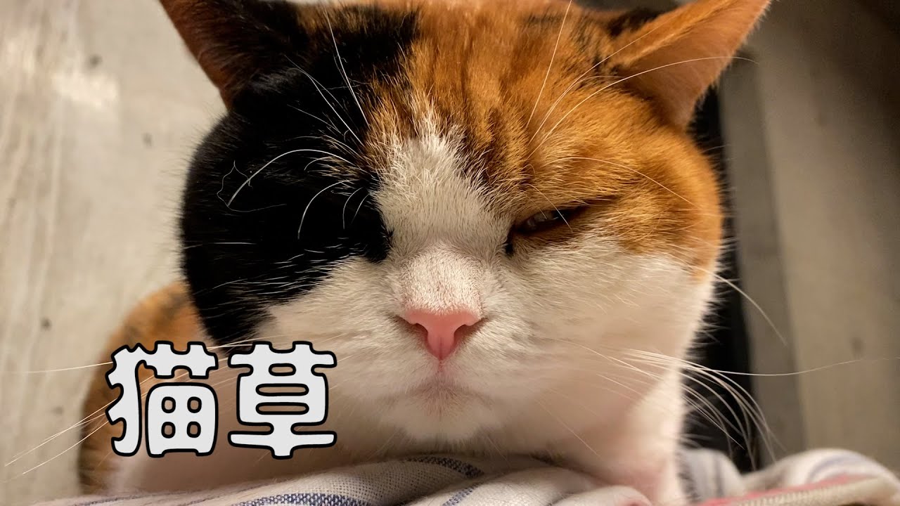 【親子猫】猫草ものがたり【スコティッシュフォールド】