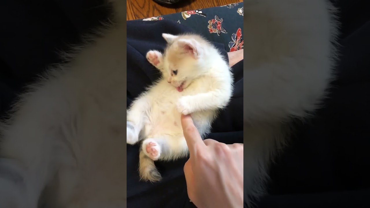 ぽってりしたお腹が可愛すぎる子猫のぽてと #shorts