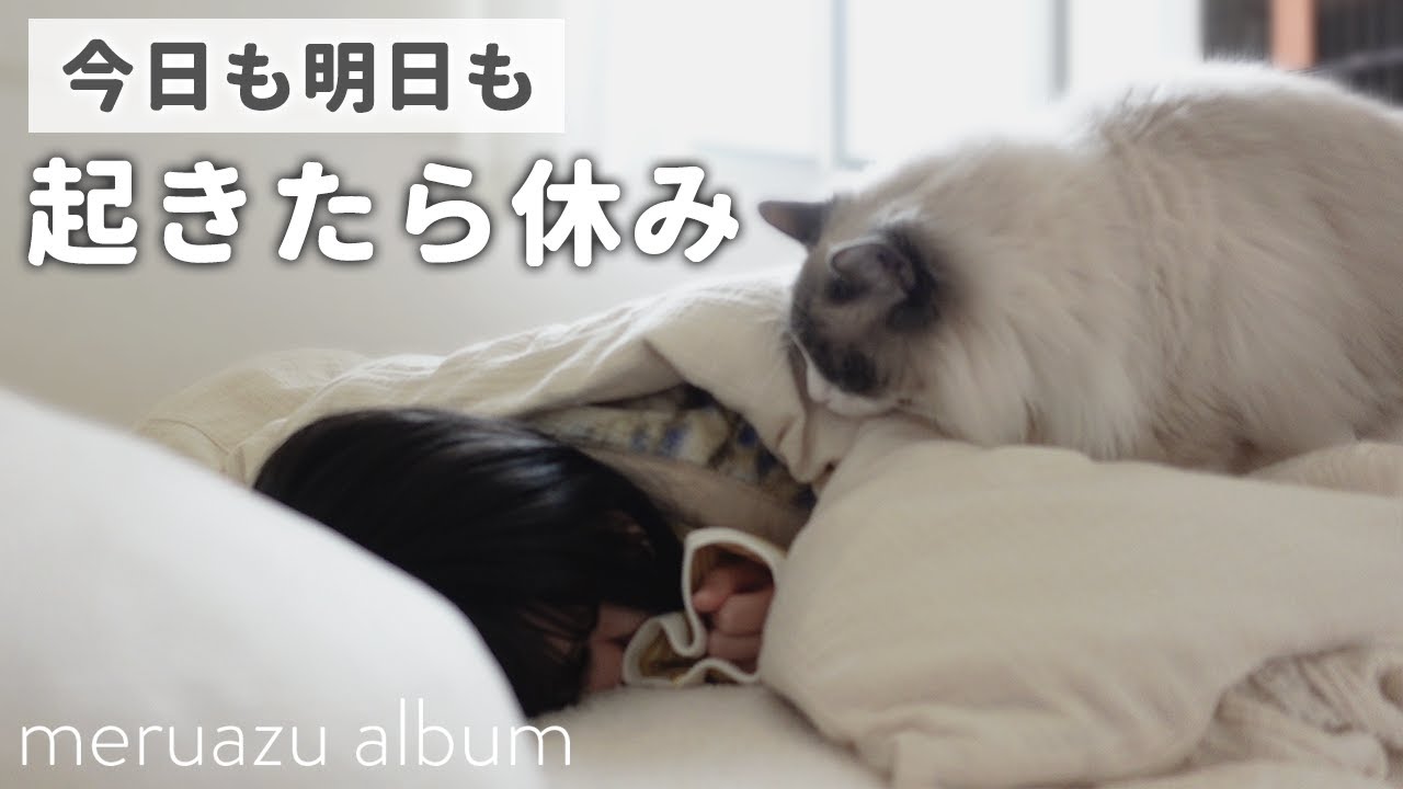 転職前の有給消化、猫とのんびり暮らす1日【ラグドール】