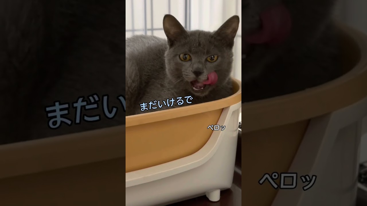 保護した迷い子猫、プチ怪獣アオくん・３日目夜ご飯 #shorts