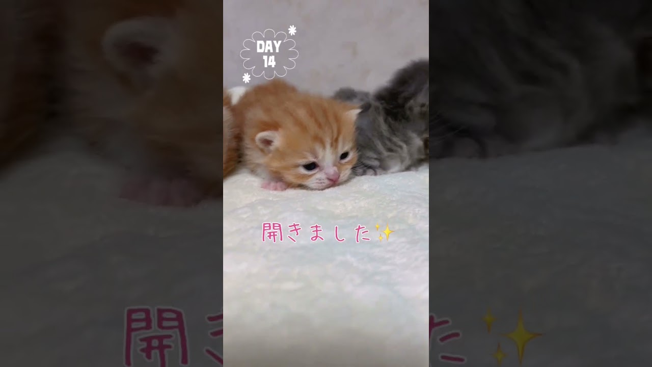 【今日もふ】マンチカン子猫さん♡DAY14【2023年1月18日】