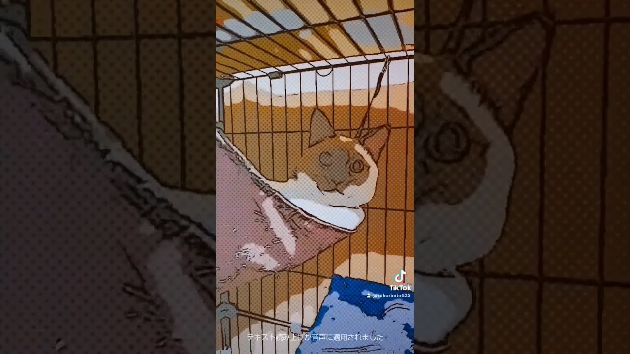 ハンモックでのほほん〜　#猫 #tiktok #トンキニーズ #shorts #ハンモック