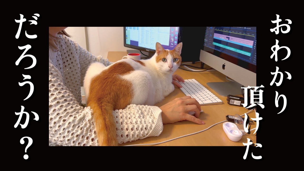 先住猫の甘えん坊が酷すぎて死ぬほど困ってます…【関西弁でしゃべる猫】