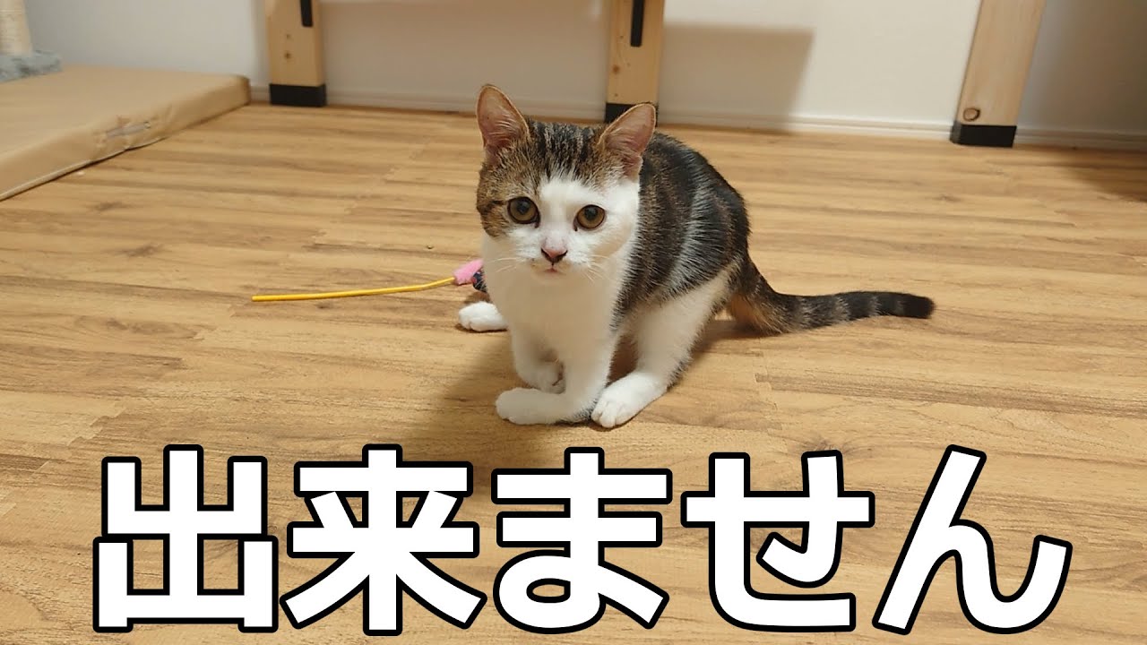 生後6か月なのに体が小さすぎる子猫、避妊手術できませんでした…