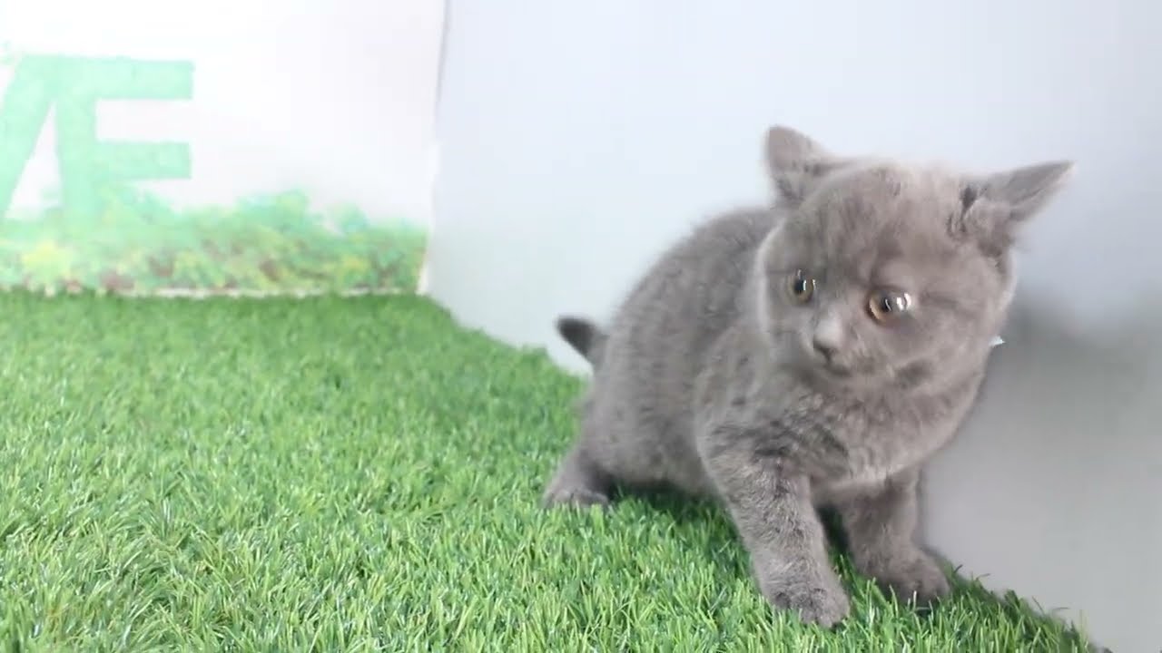 Coo&RIKU　No622121　ブリティッシュショートヘアー