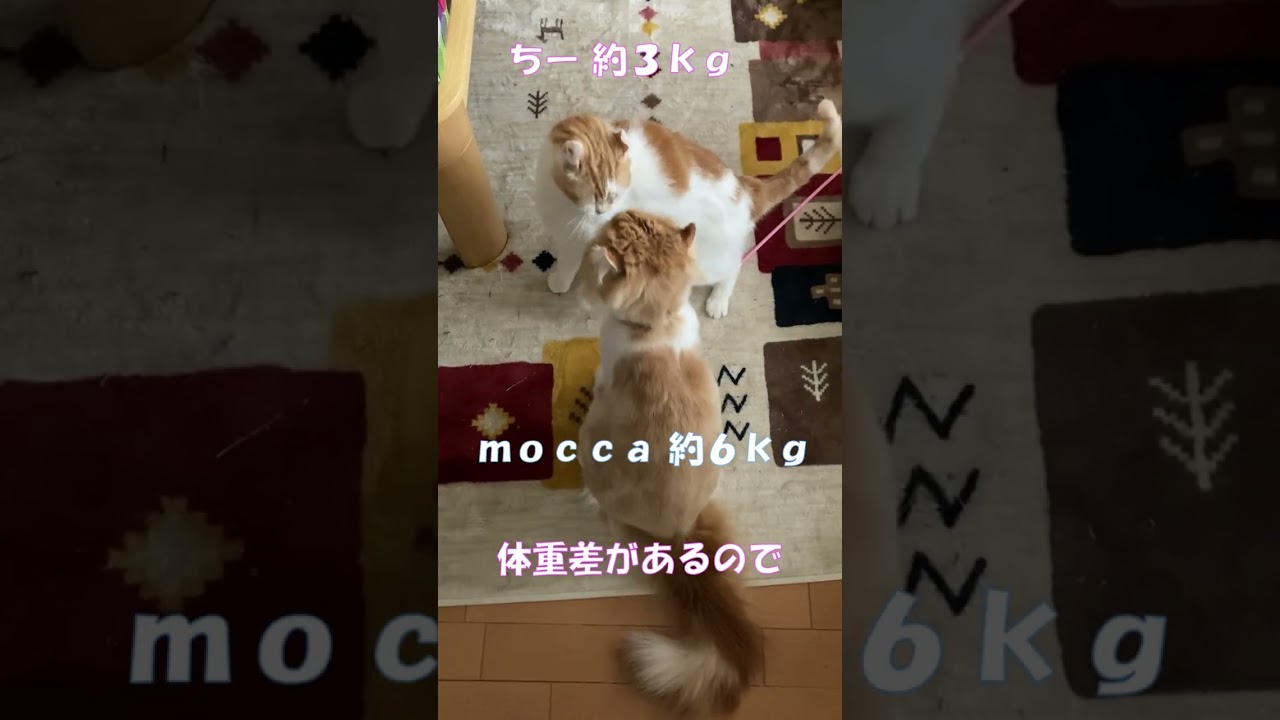 それは突然始まります #shorts  #猫 #アメリカンカール #cat