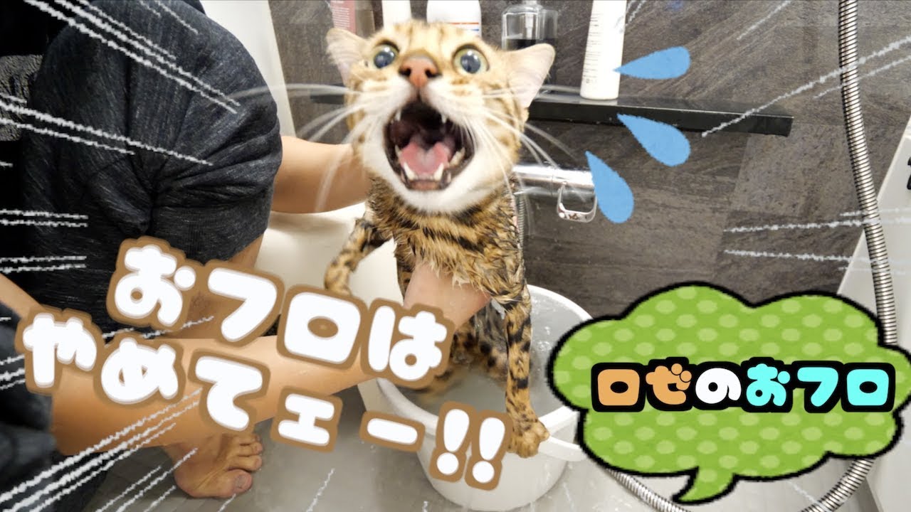 1年ぶりのお風呂で全力で鳴くロゼが可愛い！