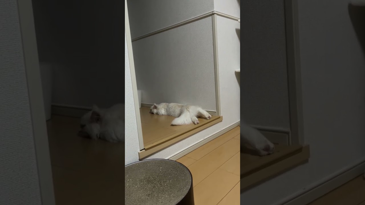 なんにもやりたくない猫【サイベリアン】#ショート動画 #猫あるある
