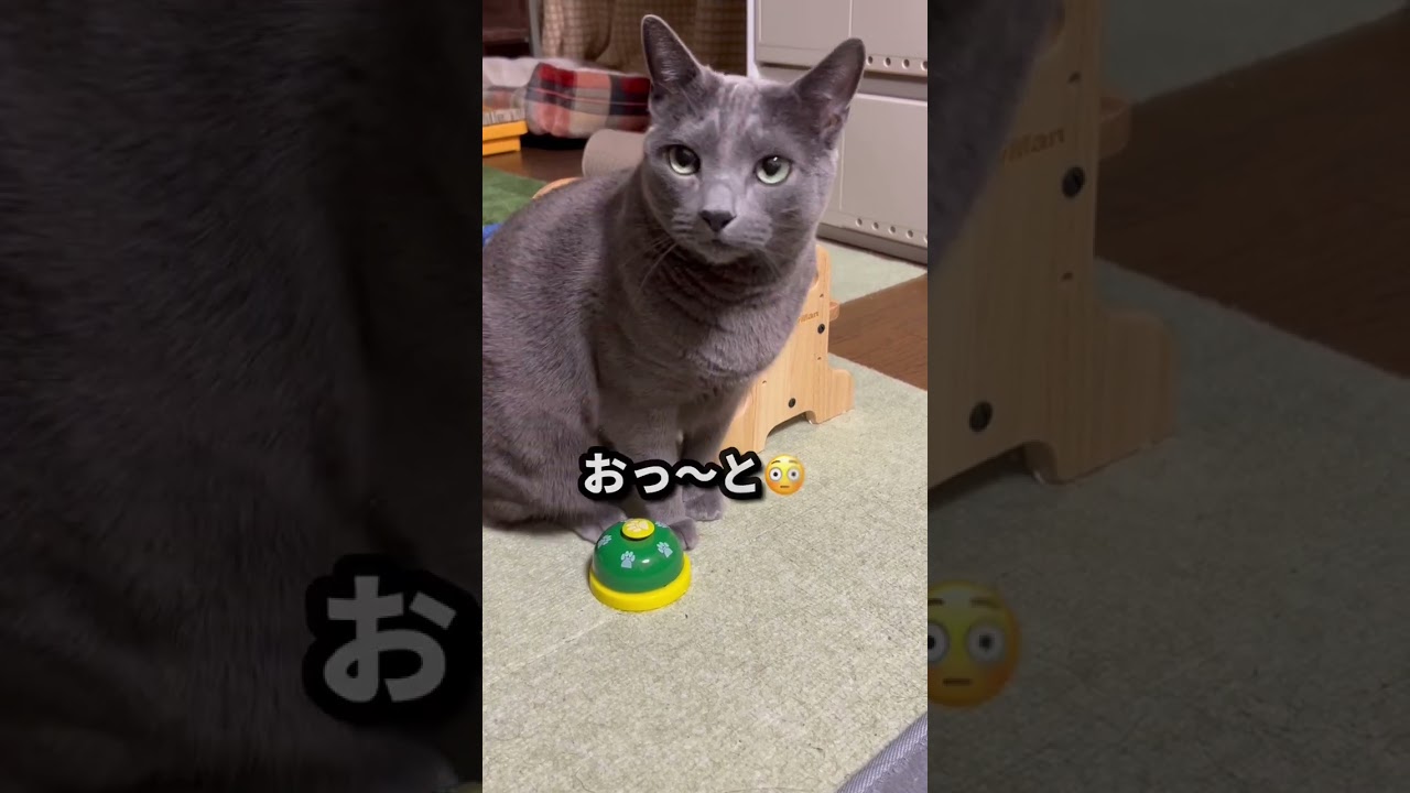 【ロシアンブルー】めろん久しぶりのベル🛎チーン🤭【猫】#shorts