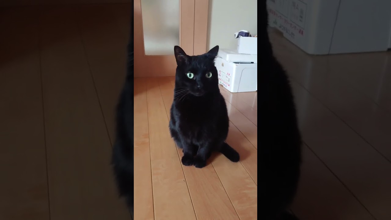 ただ見てくる黒猫おうすけ #shorts