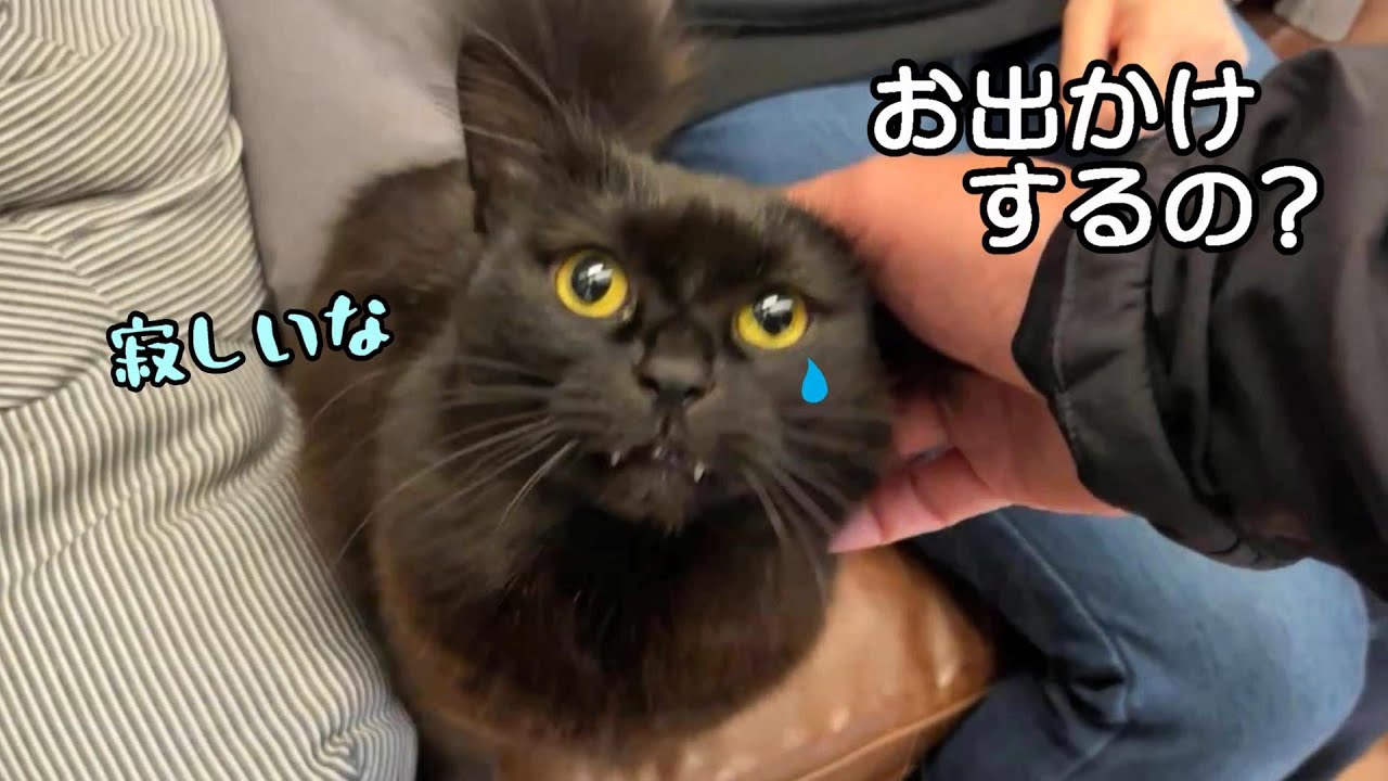 甘える猫たちが可愛すぎて出かけれません　689話