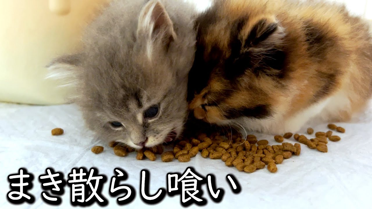 【マンチカンの子猫】まき散らさないと食べない変な癖がある件 ∼猫のいる生活Vol.628∼ 出産動画 マンチカン短足・ミヌエット・ペルシャ猫専門ブリーダー『ペット蔵人』【子猫の成長記録】