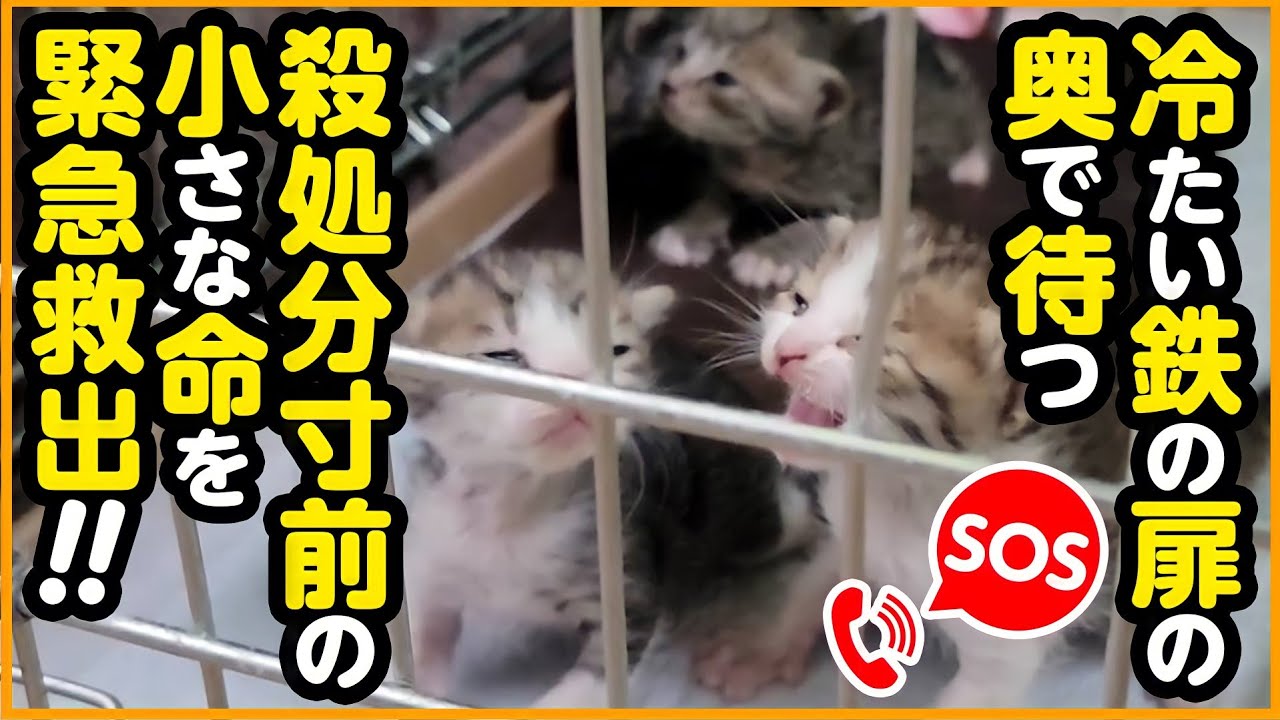 【子猫保護】殺処分寸前の命を、保健所へ引き取りに行ってきました...
