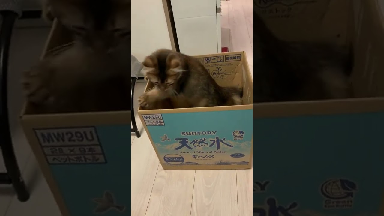 近い将来やんちゃ坊主になる子猫 #ソマリ #shorts