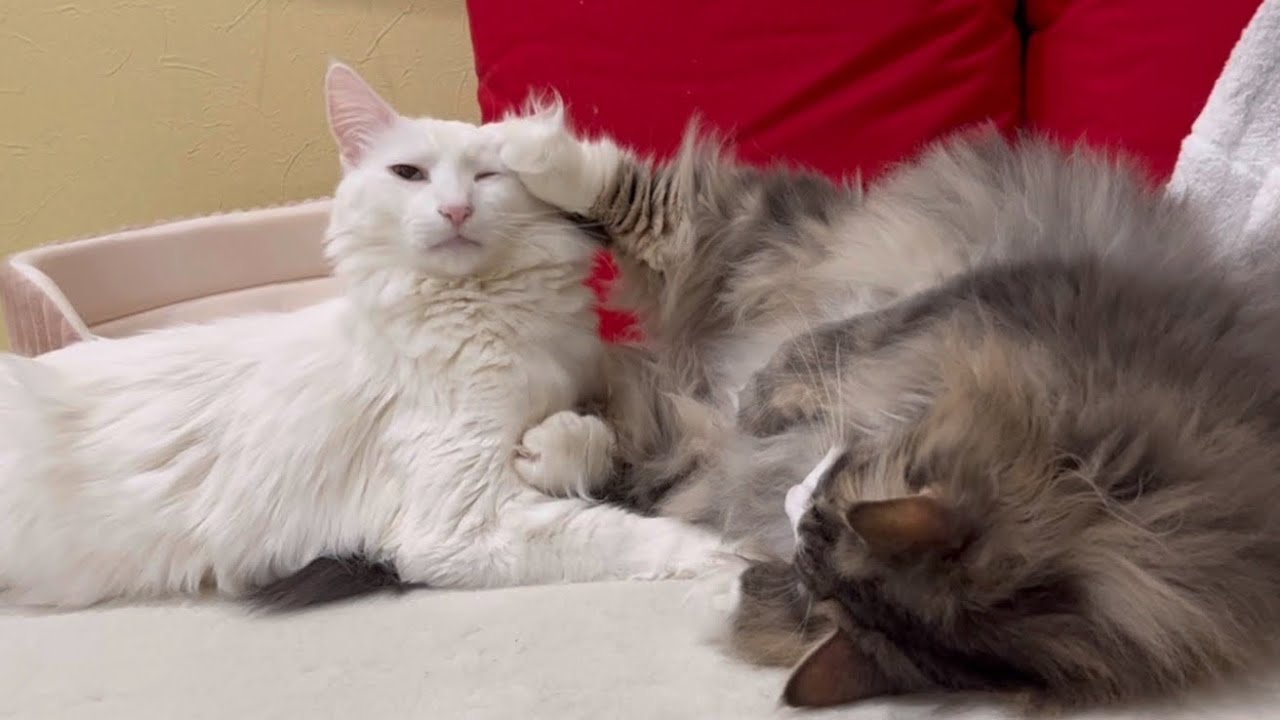 【甘えん坊】かまってちゃんなノルウェージャンフォレストキャット❤︎