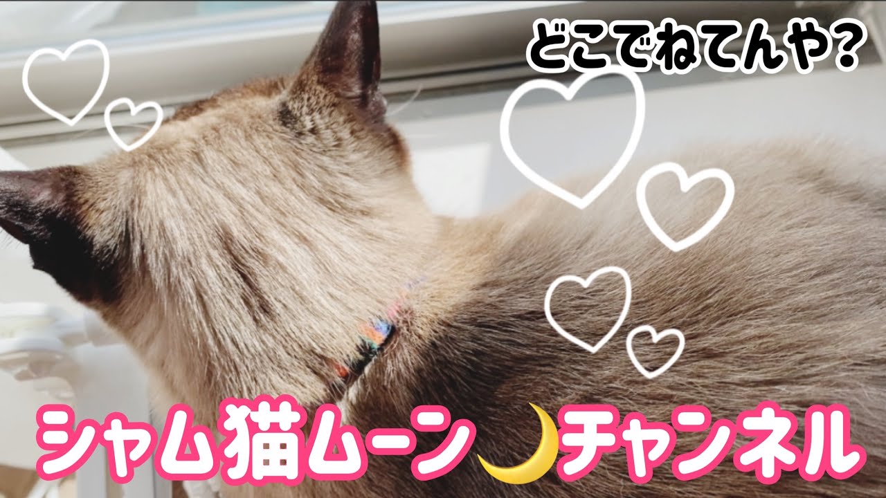 シャム猫ムーン🌙チャンネル・どこでねてんや？　絶対リラックスできへん場所をなんで選んだん？　めっちゃ疑問😲