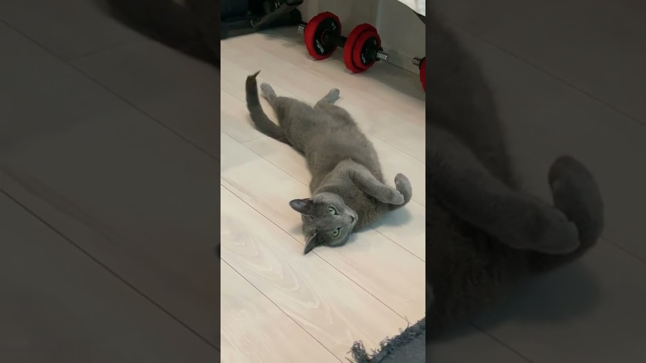 おねむ【ロシアンブルー】 #Shorts