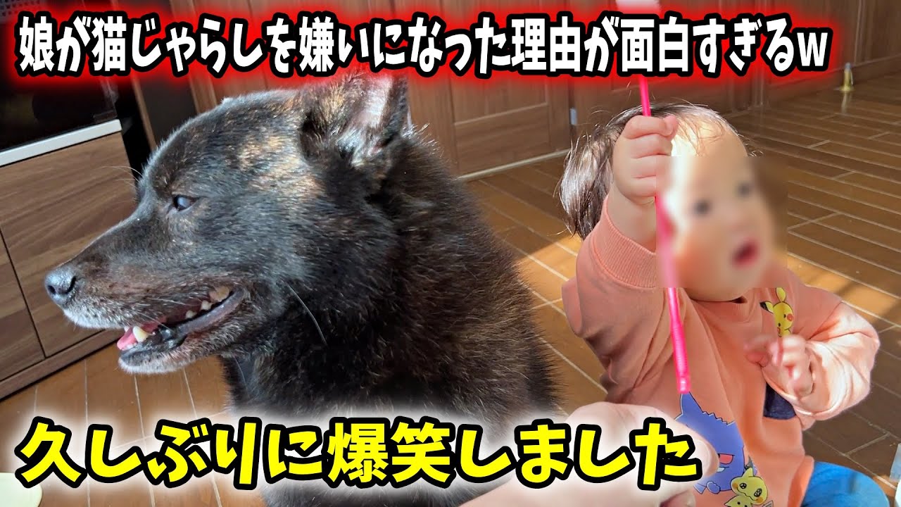 娘が猫じゃらしを嫌いになった理由が面白すぎるw【甲斐犬一休と猫のしずく】