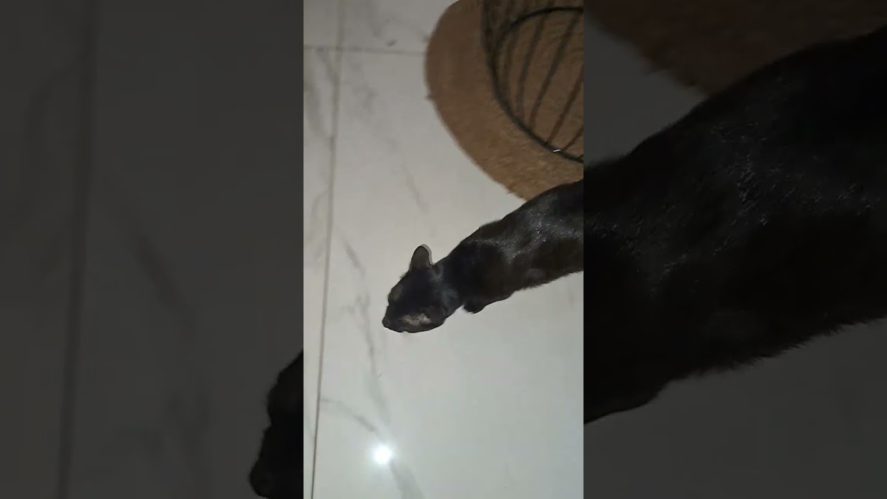 A dark brown cat 🐈 with yolky eyes stretches himself.