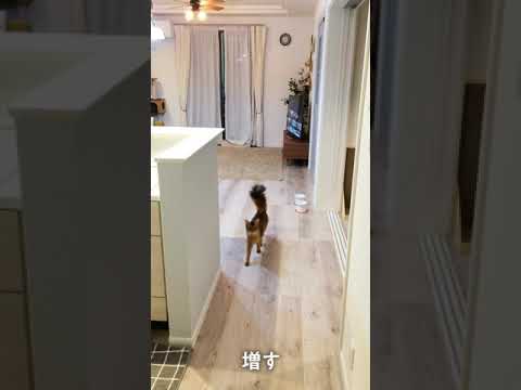 #77　とことこ感で近づくソマリ