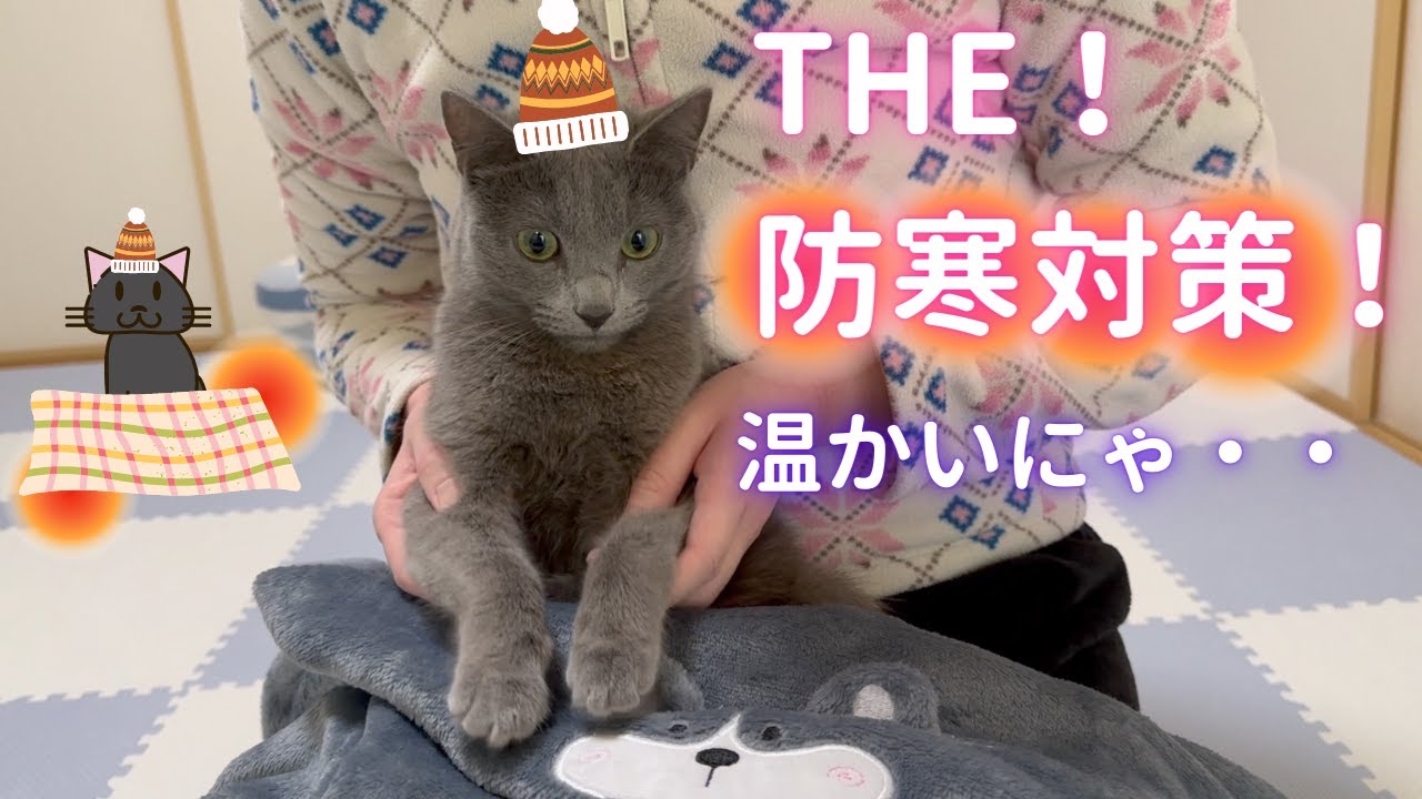 極寒に備える猫（ロシアンブルー）