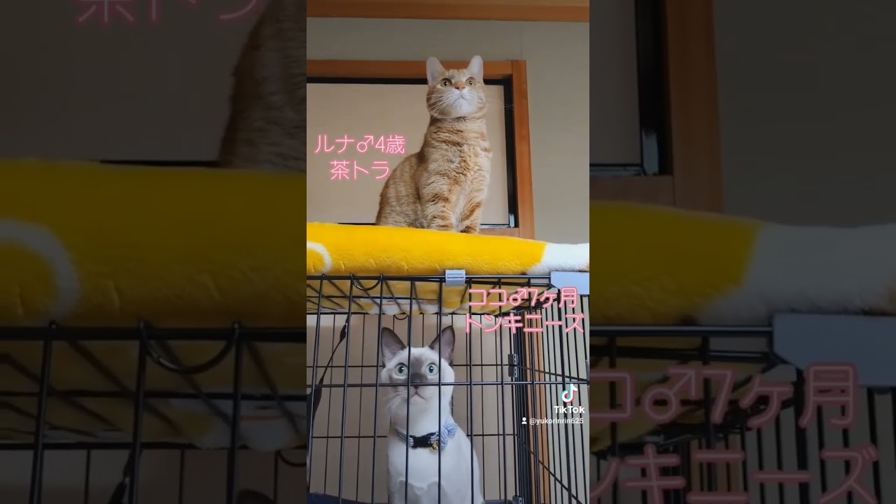 ルナ＆ココ　 #猫 #shorts #茶トラ #トンキニーズ #tiktok