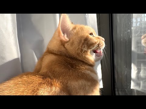 外にいる鳥に向かってクラッキングしている猫にびっくりしたw