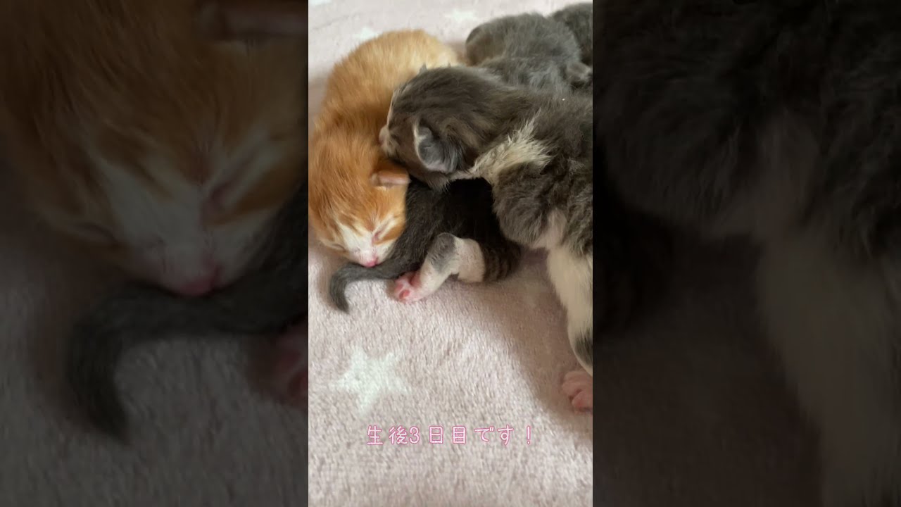 【生後３日目】可愛過ぎるメインクーンの赤ちゃん #shorts