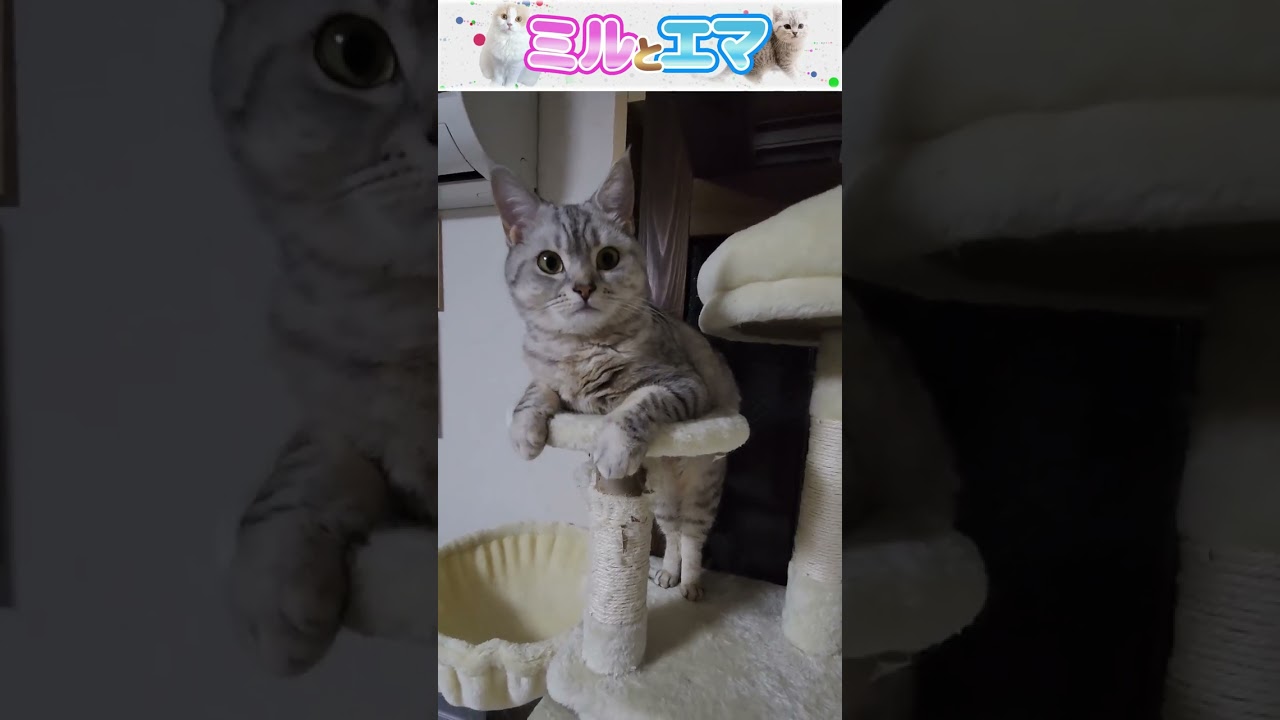 【#Shorts】スフィンクス座りしてると思いきや見た事ない座り方してた…