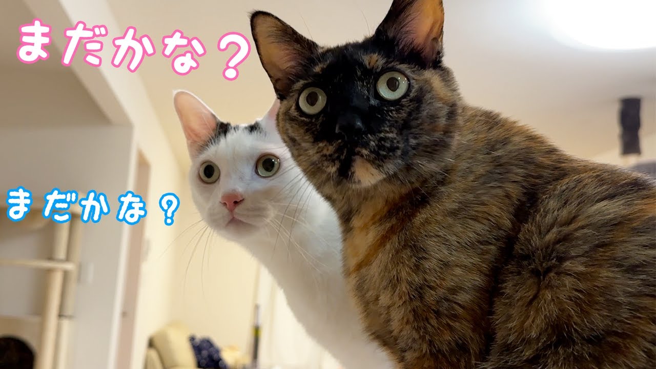 ご飯当番の娘を待つ猫たちが可愛すぎる…！