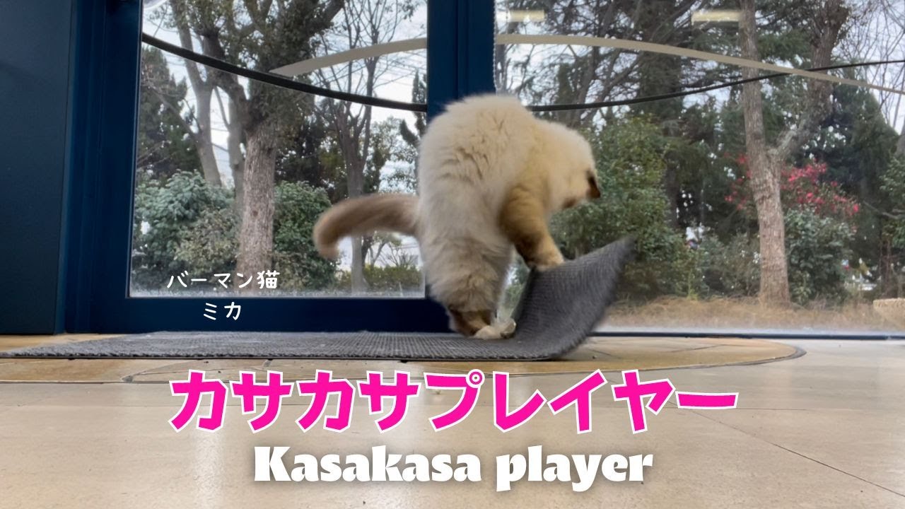 バーマン猫ミカ【カサカサプレイヤー】Kasakasa player（バーマン猫）Birman/Cat