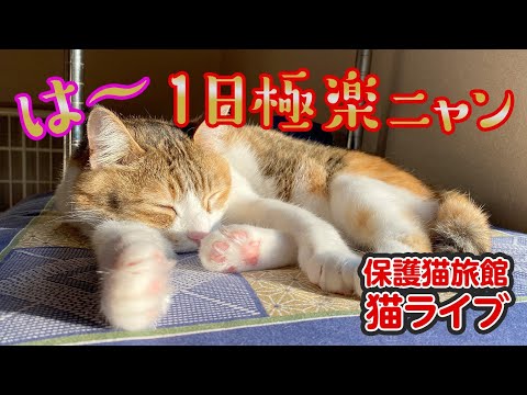 💖【看板猫日本一のおもち】💖２階猫のお部屋ライブ配信中💖