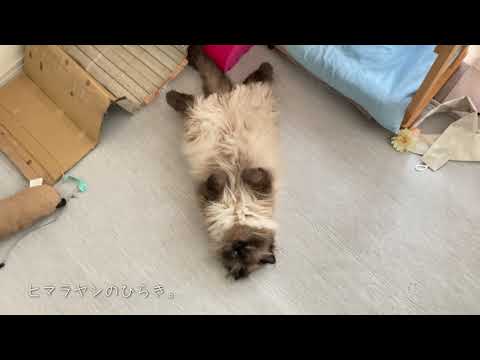 すぐ床に落ちるヒマラヤンとブリショー