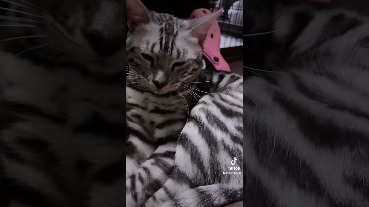 イケメンなジャッキー通りまあす！！ #ベンガル猫 #ベンガル子猫 #ベンガル #ベンガルキャット