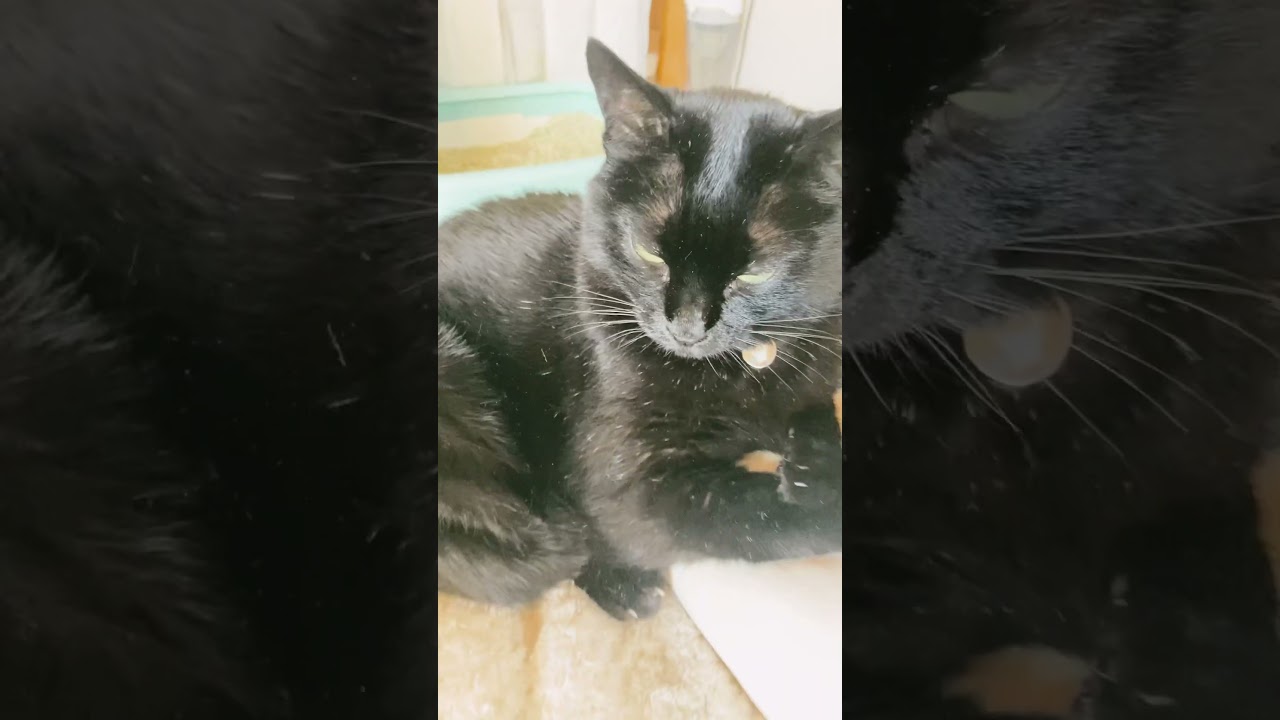 おはよう黒猫ポンちゃん元気で頑張りましょう！