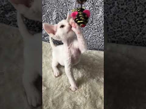 僕は男の子だにょ😼
