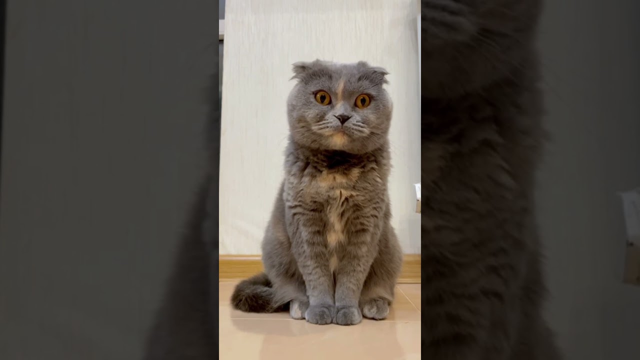 ДРЕВНЕЙШИЕ ПОРОДЫ КОШЕК | ЧАСТЬ 3 | КОРАТ