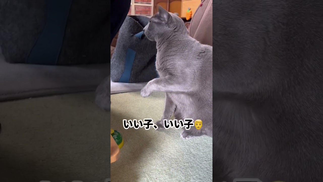 【ロシアンブルー】めろん、おてとおかわりしてくれますが...表情が😂【猫】#shorts