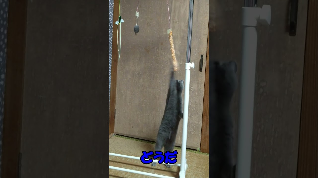 パン食い競争をする猫（ロシアンブルー）#shorts