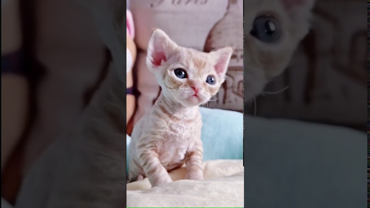 うわー！ とてもかわいい猫♥最高の面白い猫の動画_赤ちゃん猫_素敵な子猫♥ゴージャスな子猫の動画＃512