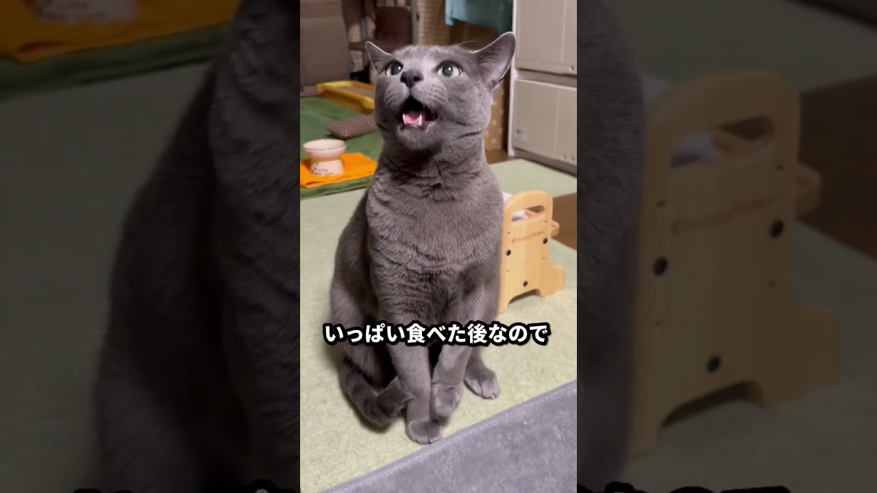 【ロシアンブルー】今朝のめろん、やや余裕ありのおねだり..【猫】#shorts