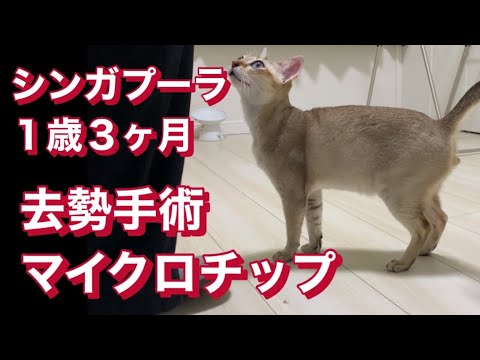 シンガプーラ　去勢手術とマイクロチップ
